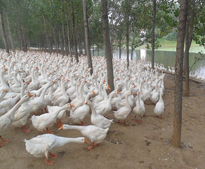 鵝苗養殖基地